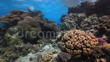 红海沙深<strong>海底</strong>的五颜六色的珊瑚。
